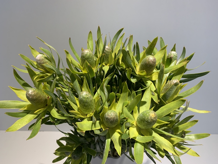 Leucadendron Silver Pearl