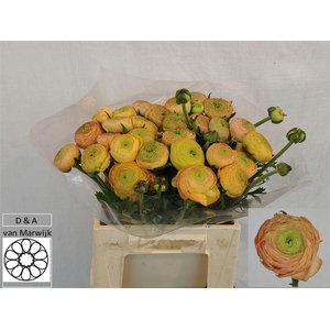 Ran Aazur Champagne N L