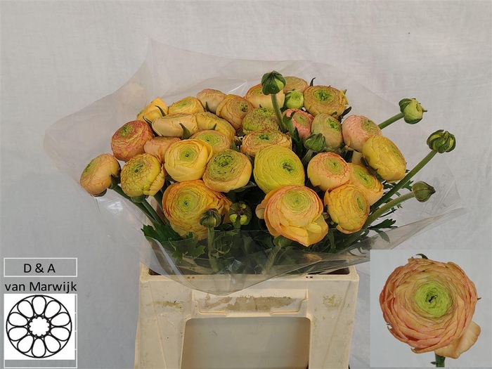 <h4>Ran Aazur Champagne N L</h4>