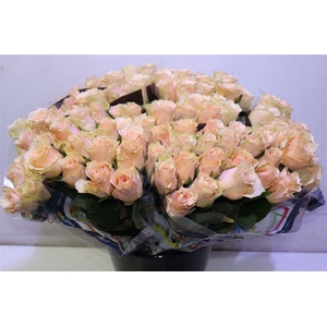 R Gr Primavera X10