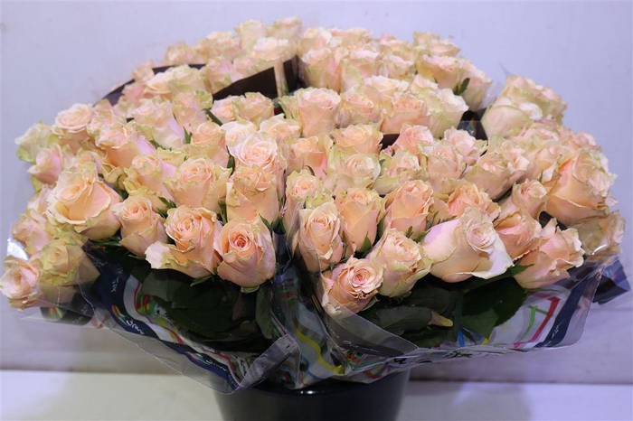 <h4>R Gr Primavera X10</h4>
