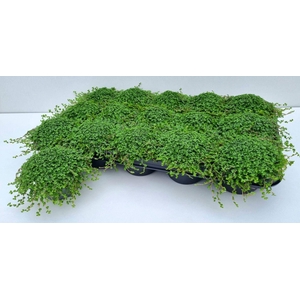 Soleirolia soleirolii   ...green