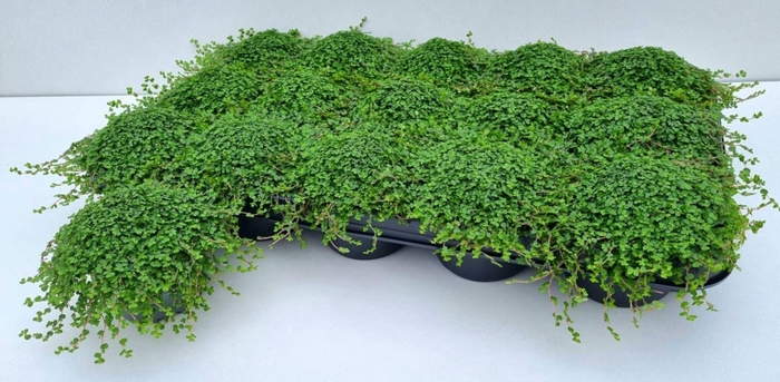 <h4>Soleirolia soleirolii   ...green</h4>