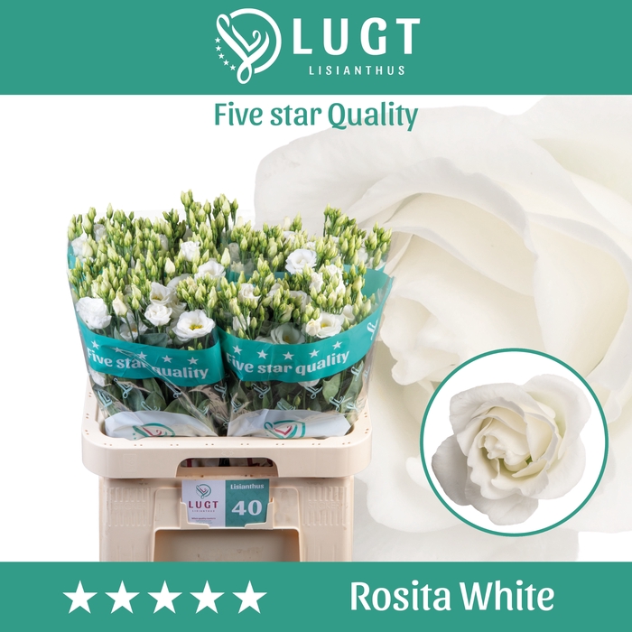 <h4>Lisianthus Rosita White</h4>