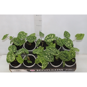 CALADIUM HILO BEAUTY P12