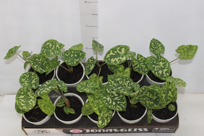 CALADIUM HILO BEAUTY P12