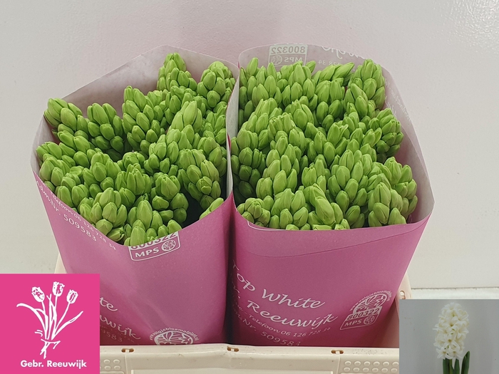 <h4>HYAC TOP WHITE</h4>