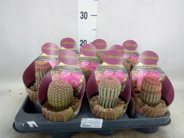 <h4>Cactus   ...</h4>