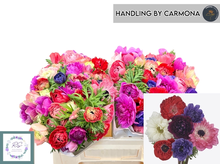 <h4>ANEM CO CARILL GEM</h4>