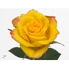 R GR HIGH & M YEL FL