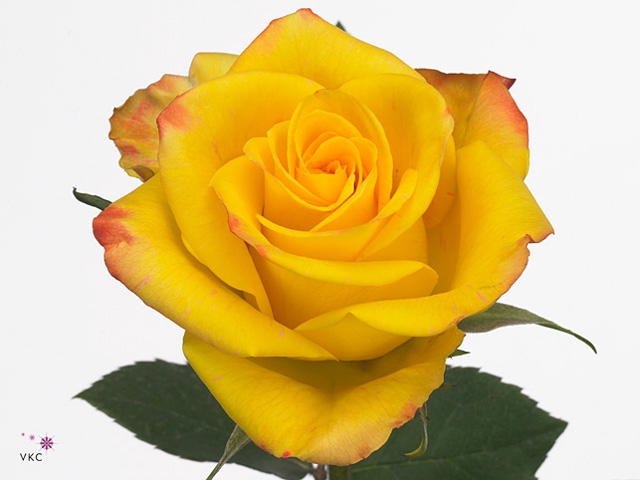 R GR HIGH & M YEL FL