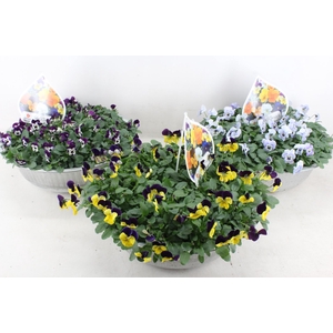 arr4 Outdoor - Viola zink schaal XL