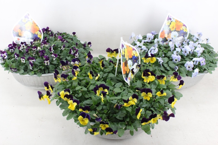 <h4>arr4 Outdoor - Viola zink schaal XL</h4>