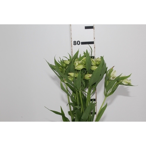 ALSTROEMERIA WHITNEY 080 CM