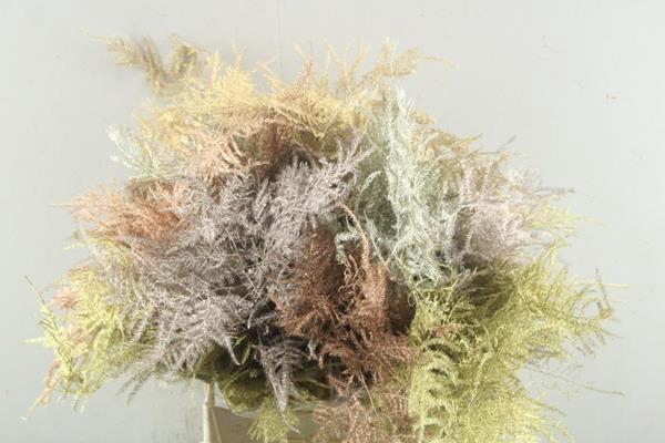 <h4>Asp 1e Veer (metalic Mix)</h4>