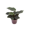 CALATHEA ORNATA P12