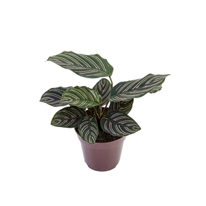 CALATHEA ORNATA P12