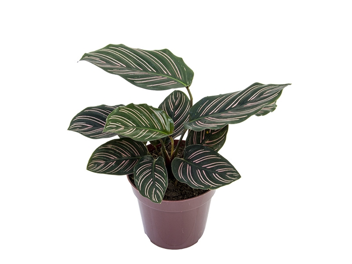 <h4>CALATHEA ORNATA P12</h4>