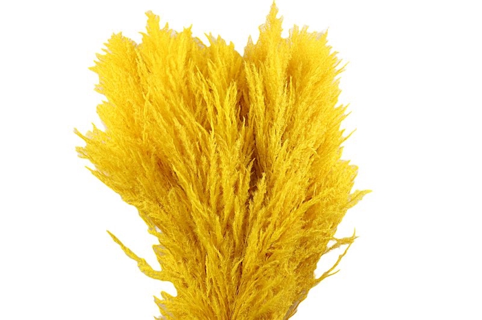 Sacuara Yellow