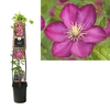 Clematis 'Ville de Lyon' 3.0 label C5