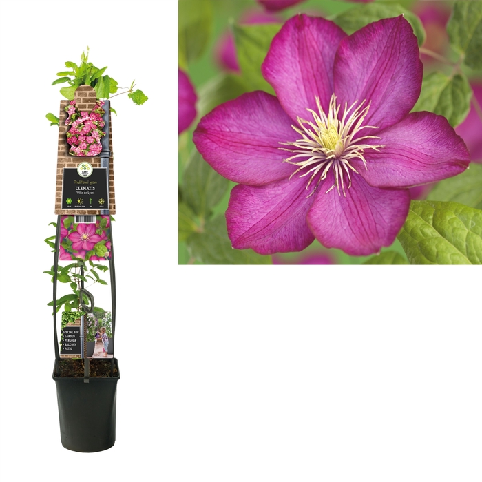 Clematis 'Ville de Lyon' 3.0 label C5