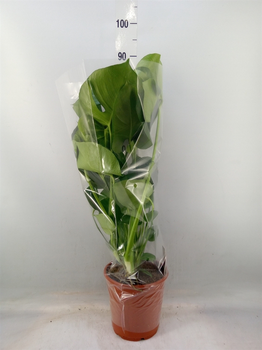 <h4>Monstera delic.</h4>