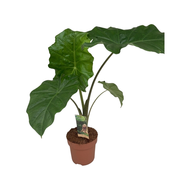 <h4>Alocasia Portodora</h4>