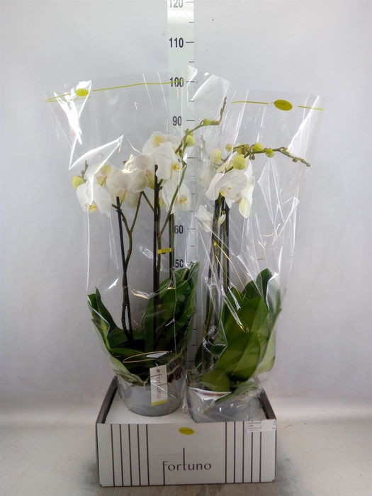 <h4>Phalaenopsis   ...white</h4>