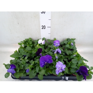 Viola wr. 'Delta Lavender'