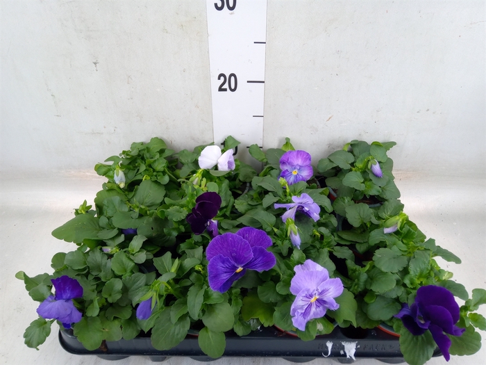 <h4>Viola wr. 'Delta Lavender'</h4>