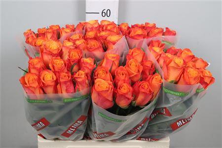 <h4>R Gr Confidential</h4>