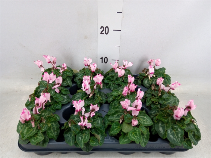 <h4>Cyclamen KL 'Verano Victoria'</h4>