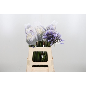 Agapanthus Kl Bh Paars