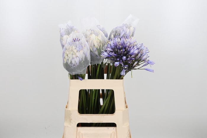<h4>Agapanthus Kl Bh Paars</h4>