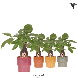 Kolibri Greens Pachira in Timeless pot mix