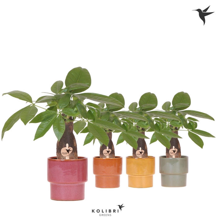 <h4>Kolibri Greens Pachira in Timeless pot mix</h4>