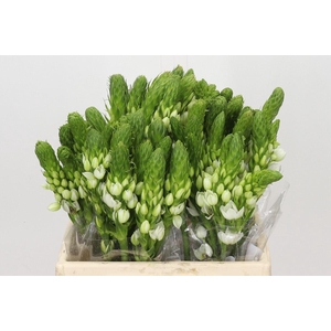Ornithogalum thyrs. 'Milky Way'