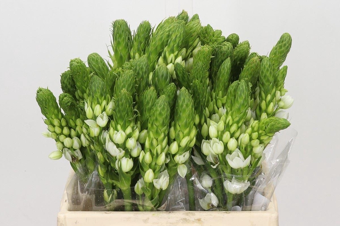 <h4>Ornithogalum thyrs. 'Milky Way'</h4>