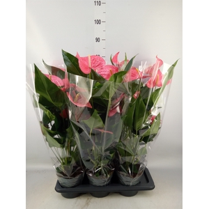 Anthurium  'Karma Pink'