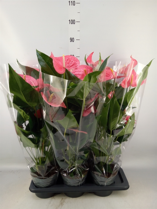 <h4>Anthurium  'Karma Pink'</h4>