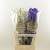 Delphinium Mix