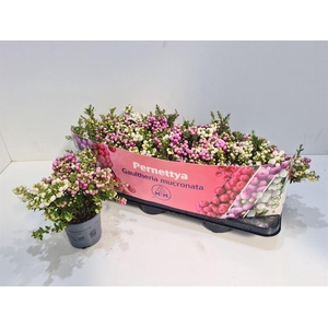 Gaultheria mucronata Duo