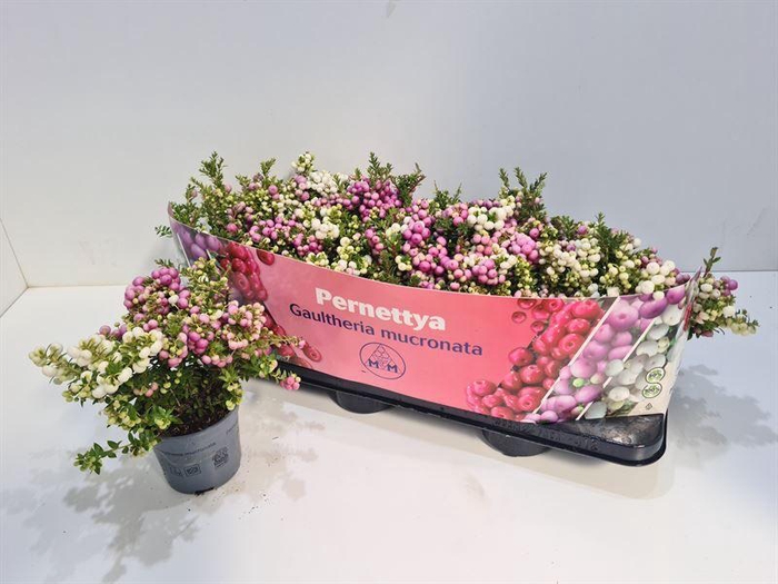 <h4>Gaultheria mucronata Duo</h4>