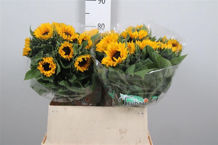 <h4>Heli Orange Fire</h4>