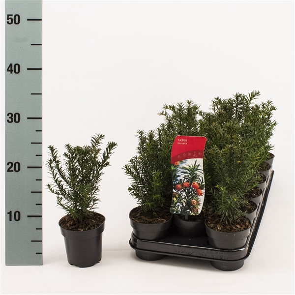Taxus baccata