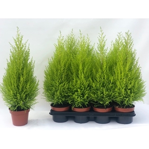 Cupressus mac. Goldcrest Wilma 14Ø 65cm