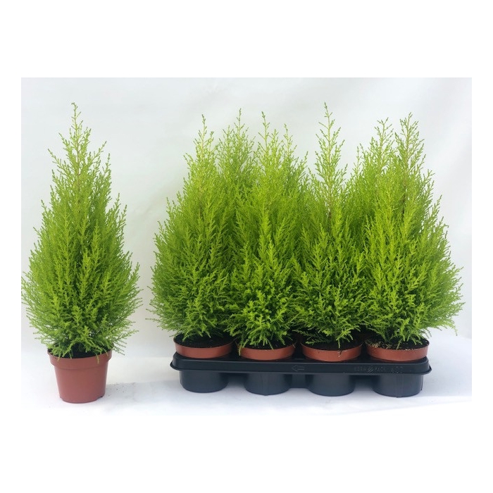<h4>Cupressus mac. Goldcrest Wilma 14Ø 65cm</h4>