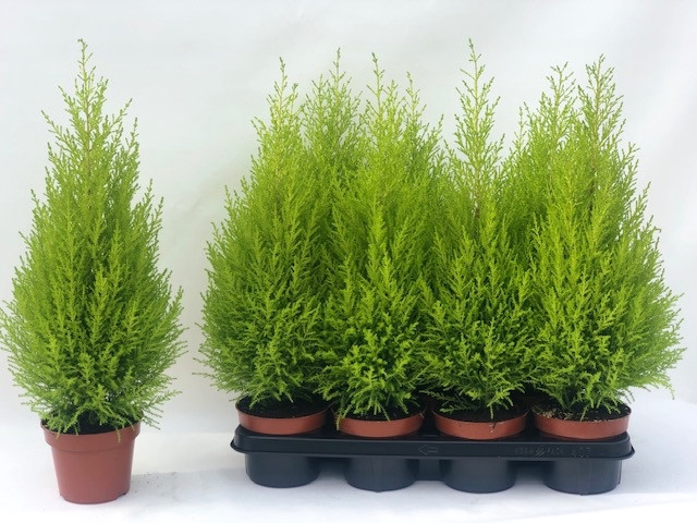 Cupressus mac. Goldcrest Wilma 14Ø 65cm