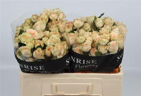 <h4>R Tr Sancerre</h4>