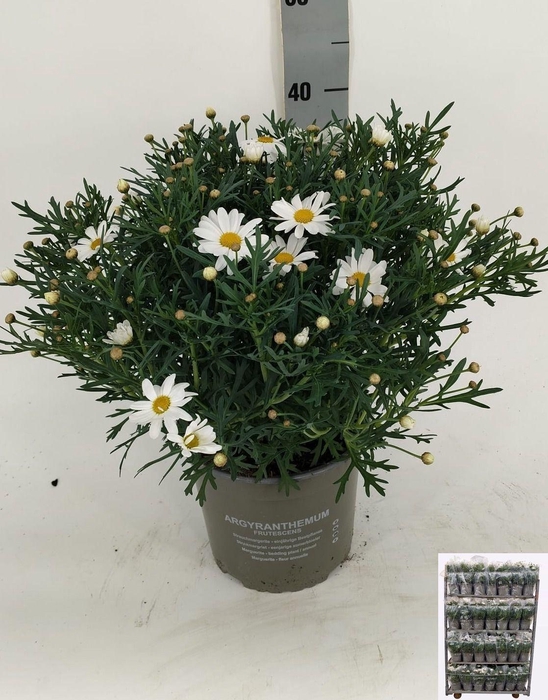 <h4>ARG SIMBA WHITE</h4>